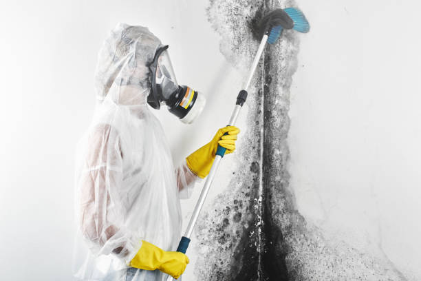 Best Black Mold Removal  in Silver Firs, WA
