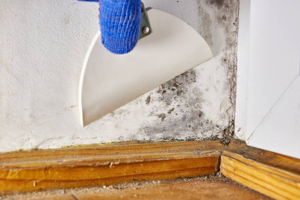 Best Post-Remediation Verification Testing  in Silver Firs, WA
