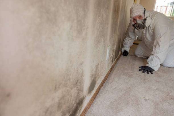 Reliable Silver Firs, WA Mold Removal Solutions